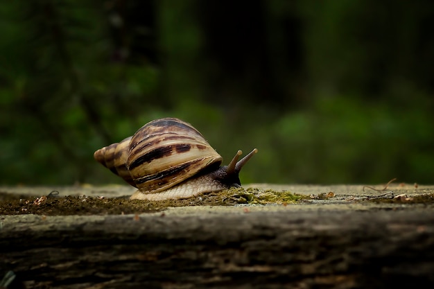 Caracol Achatina rastejando em uma árvore