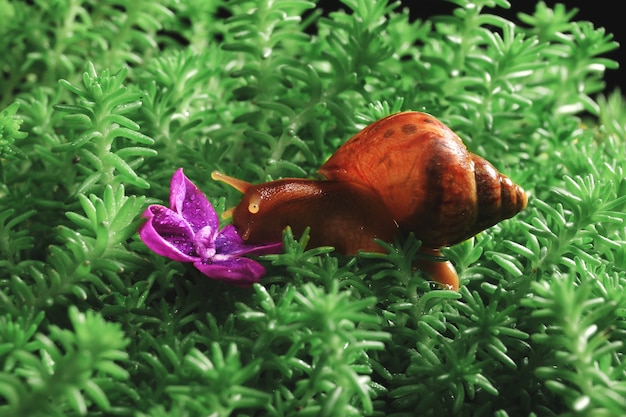 Caracol Achatina rastejando no musgo para florescer lilases