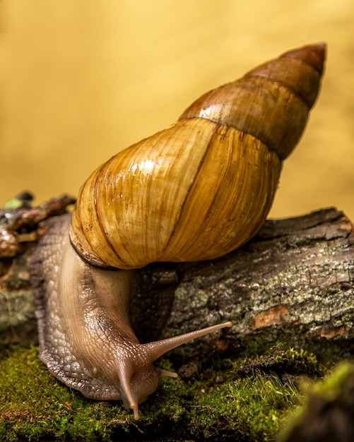 El caracol Achatina