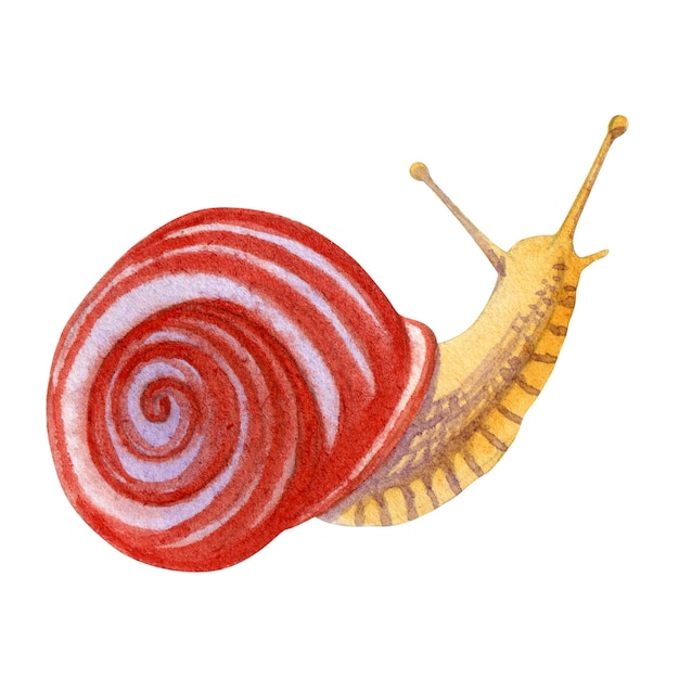 Caracol acuarela sobre fondo blanco para su diseño