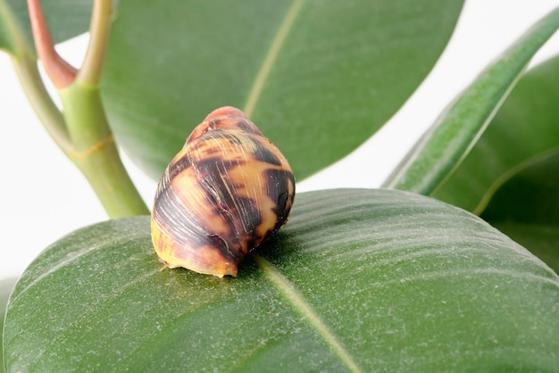 El caracol africano Archachatina Egregia se escondió en una casa sentada sobre una sábana de plantas.