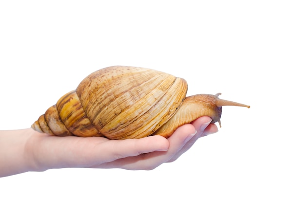 Caracol africano gigante en una mano humana (aislado en blanco)