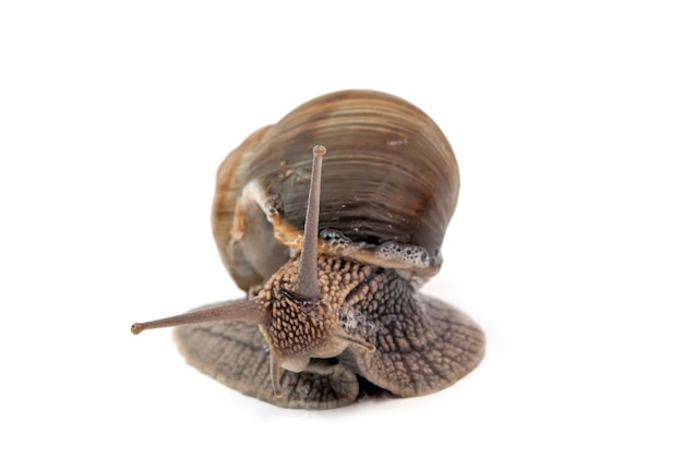 caracol aislado