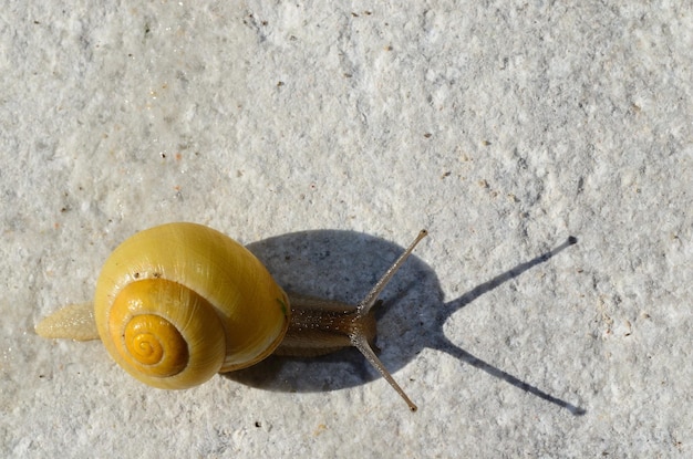 Caracol amarelo com sombra