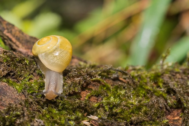 Caracol amarelo rastejando em um velho tronco de árvore com musgo à esquerda