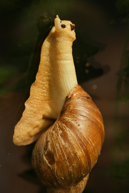 Caracol andando no velho chão de madeira