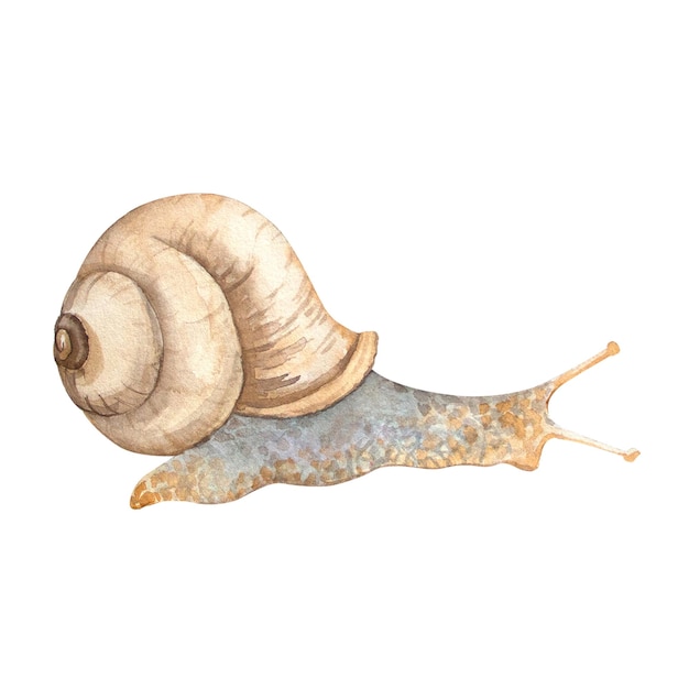 Caracol aquarela sobre fundo branco Ilustração animal para design têxtil de cartazes de cartões postais