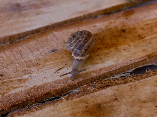 El caracol se arrastra en una caja de madera.