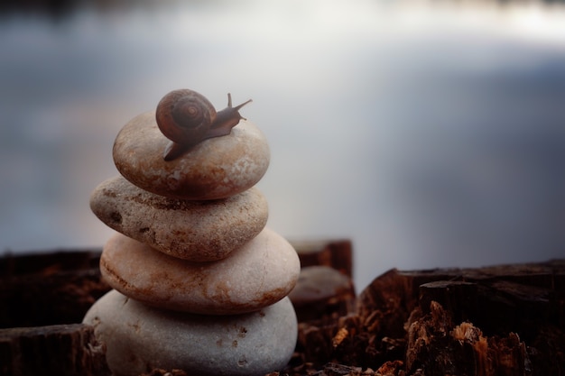 El caracol se arrastra por las piedras apiladas en la pirámide en la orilla del lago