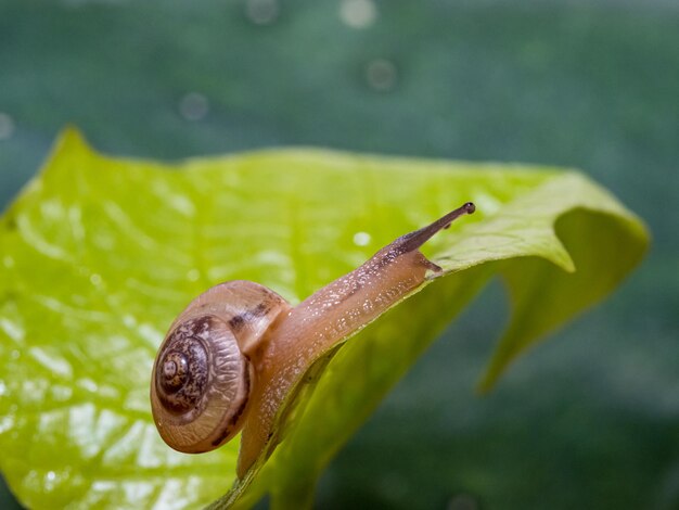 El caracol se arrastra sobre la hoja verde