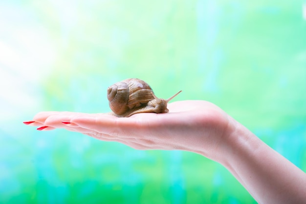 Un caracol se arrastra sobre la mano de una mujer Producto cosmético a base de mucina de caracol Rejuvenecimiento Caracoterapia