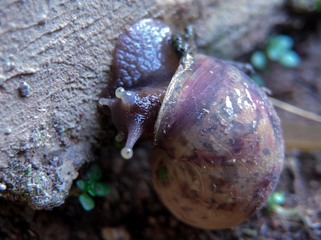 Un caracol se arrastra sobre un trozo de madera y tiene una hoja verde.