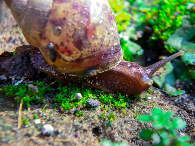 Un caracol se arrastra por el suelo con musgo.