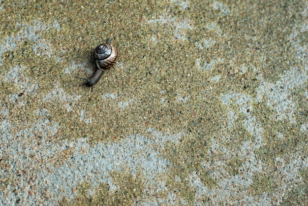 El caracol se arrastra por la superficie de hormigón Caracol después de la lluvia