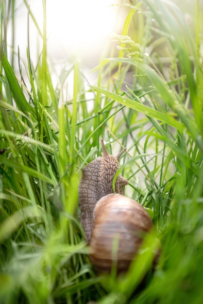 Caracol arrastrándose en la hierba verde en la orilla del lago a la luz del sol