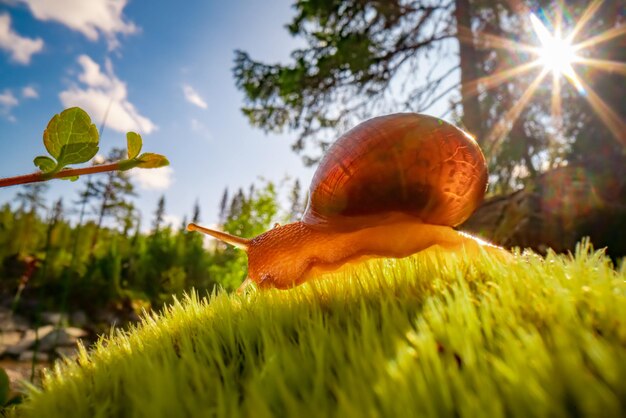 Caracol arrastrándose lentamente a lo largo de primer plano super macro