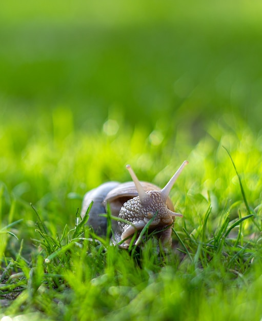 Foto caracol arrastrándose sobre la hierba verde en el jardín en un día soleado