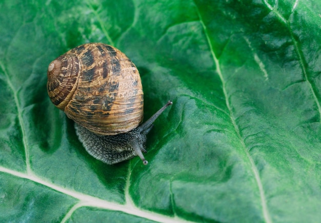 Caracol arrastrándose sobre una hoja verde de acelga closeup Copiar espacio