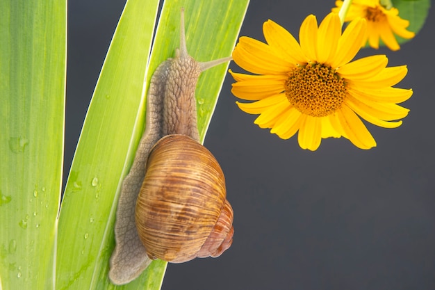 caracol arrastrándose sobre una hoja verde flor amarilla.