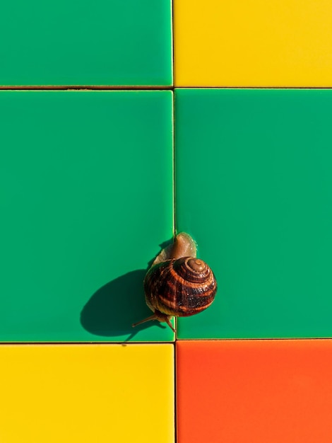 Caracol arrastrándose sobre mosaicos de colores al aire libre Helix pomatia comestibles romanos Borgoña molusco Escargot creep house fachada