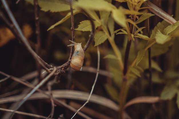 Caracol arrastrándose sobre una rama