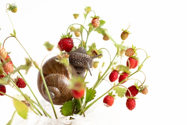 Caracol arrastrándose sobre ramitas de fresas silvestres con frutos rojos maduros