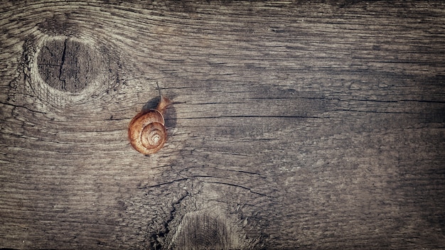 un caracol arrastrándose sobre una vieja tabla de madera