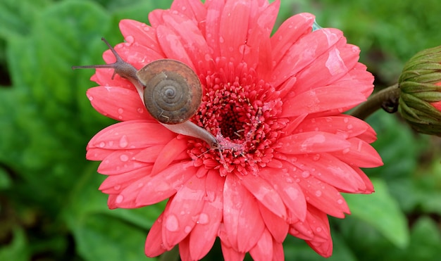 Caracol arrastrándose sobre vívidas flores de color rosa coralino Gerbera mientras deja mucina de caracol en los pétalos