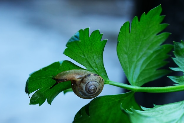 Caracol de arrastre