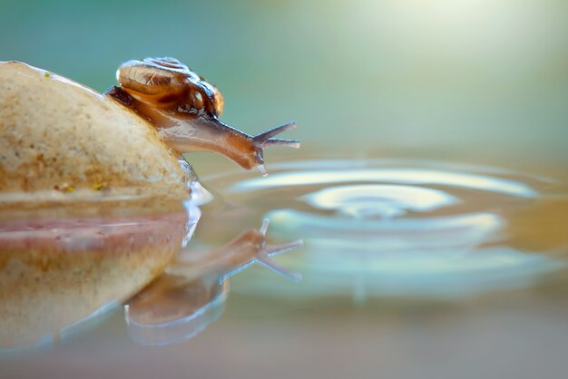 Foto caracol de belleza sobre roca y agua