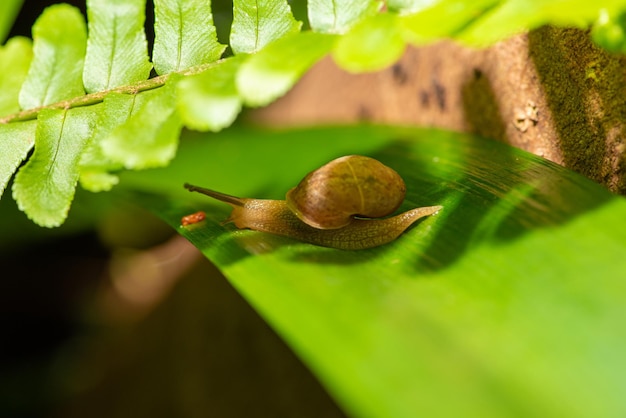 Caracol belos detalhes de caracol em folhas verdes vistas através de um foco seletivo de lente macro