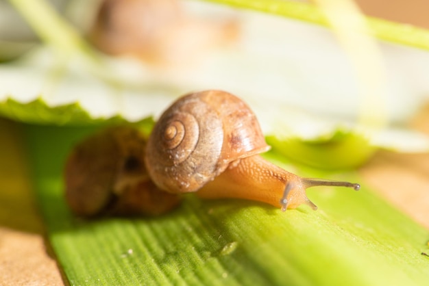 Caracol belos detalhes de caracol em folhas verdes vistas através de um foco seletivo de lente macro