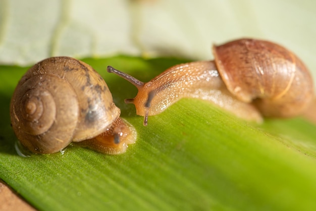 Caracol belos detalhes de caracol em folhas verdes vistas através de um foco seletivo de lente macro