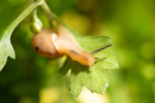 Caracol belos detalhes de caracol em folhas verdes vistas através de um foco seletivo de lente macro