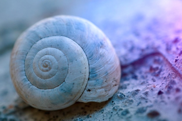 Caracol blanco en la naturaleza en verano caracol en el jardín