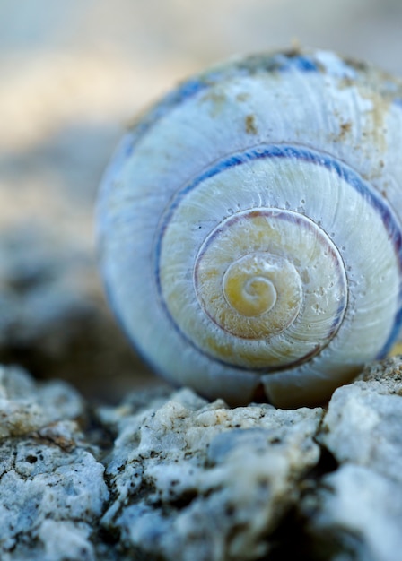 caracol blanco en el suelo en la naturaleza