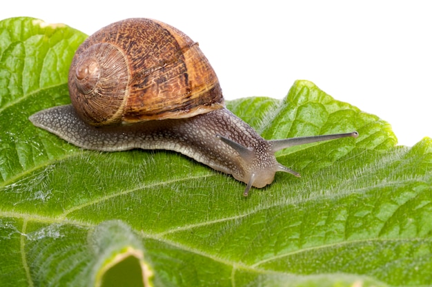 Caracol en blanco