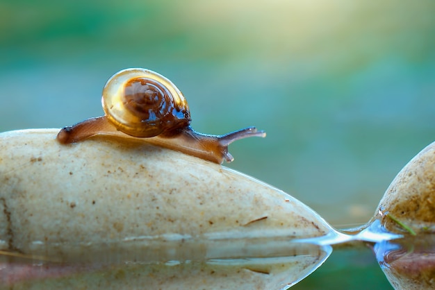 Caracol bonito na rocha e na água