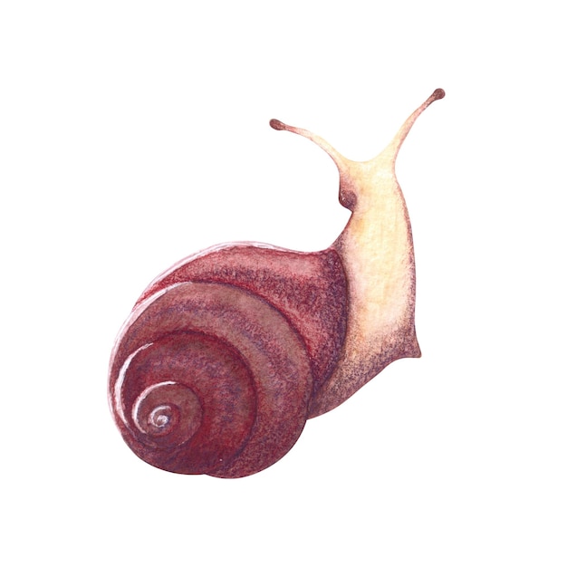 Caracol bonito pintado em aquarela isolado em um fundo branco