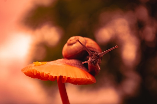 Caracol de Borgoña al atardecer en colores rojo oscuro y en un entorno natural