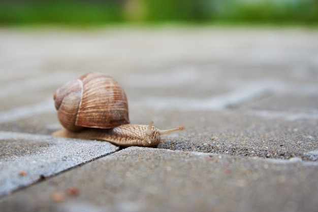 Caracol de Borgoña deslizándose sobre el asfalto