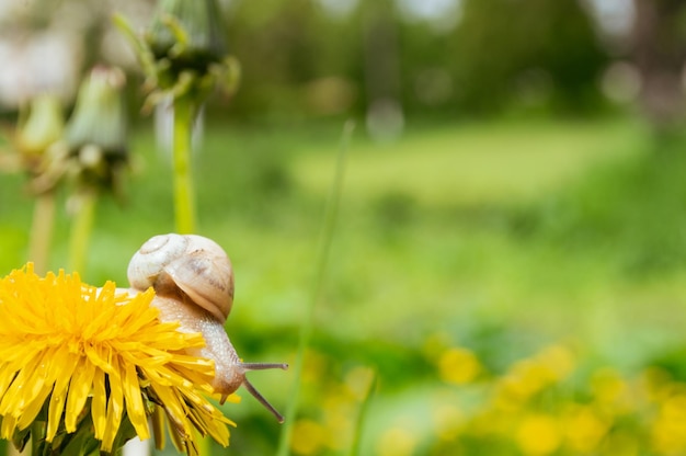 Caracol de Borgoña en el diente de león amarillo en un entorno natural