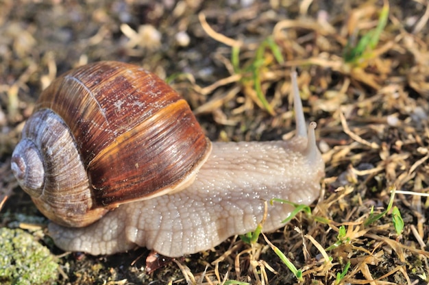 Caracol de Borgoña