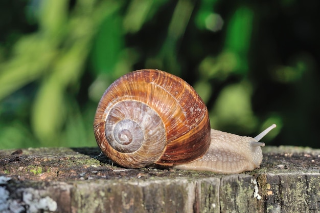 Caracol de Borgoña