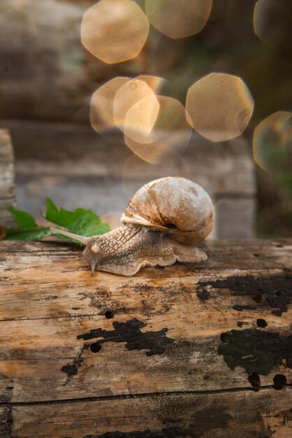 Un caracol en el bosque después de la lluvia Family Vacation Walk Weekend