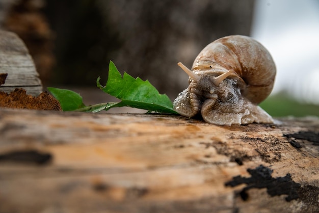 Un caracol en el bosque después de la lluvia Family Vacation Walk Weekend