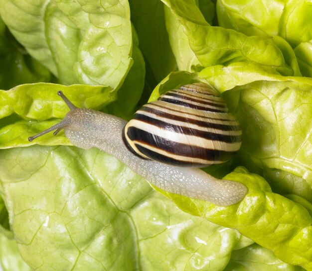 Foto el caracol del bosque sobre la lechuga verde