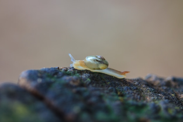 Caracol en el bosque