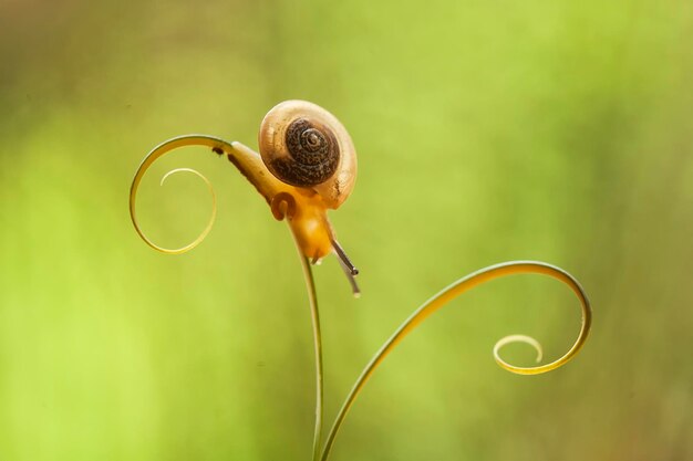 Foto caracol de los bosques de borneo