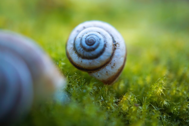 caracol branco pequeno na planta verde na natureza